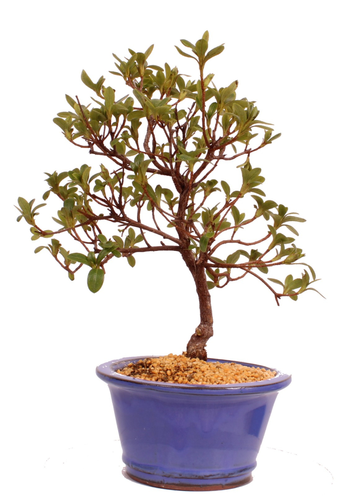 Bonsai - Japanische Satsuki Azalee - Rhododendron indicum 229/89