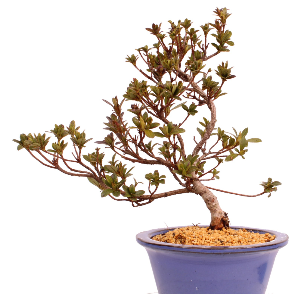 Bonsai - Japanische Satsuki Azalee 'Karenko'- Rhododendron indicum 229/90