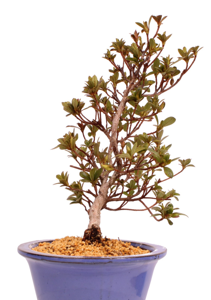 Bonsai - Japanische Satsuki Azalee 'Karenko'- Rhododendron indicum 229/90