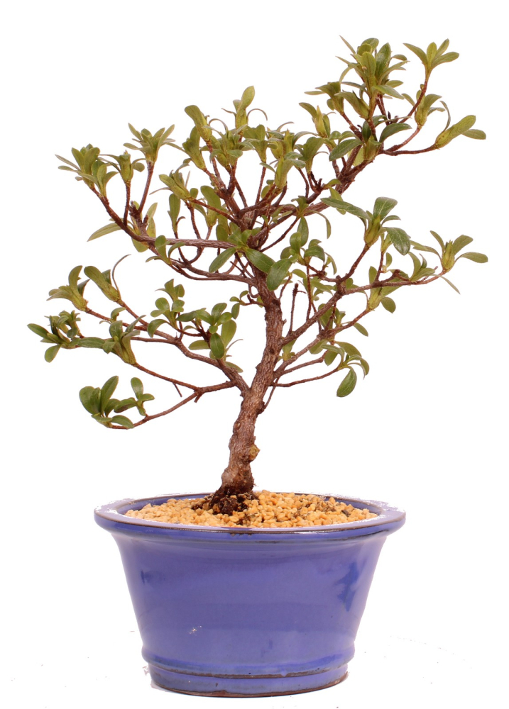 Bonsai - Japanische Satsuki Azalee 'Yama-no-Hikari' -Rhododendron indicum 229/91