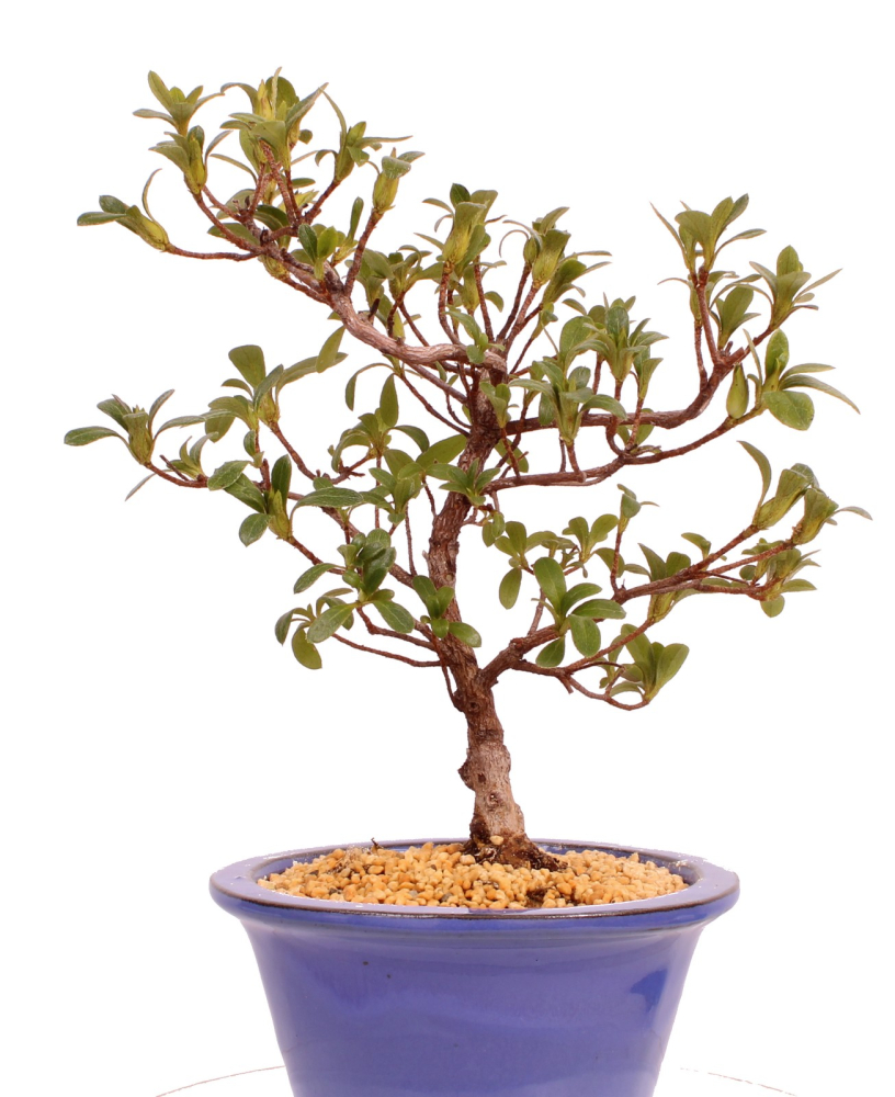 Bonsai - Japanische Satsuki Azalee 'Yama-no-Hikari' -Rhododendron indicum 229/91