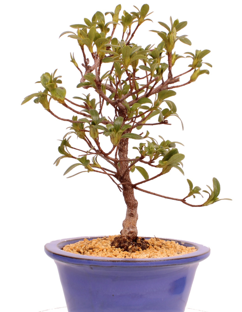 Bonsai - Japanische Satsuki Azalee 'Yama-no-Hikari' -Rhododendron indicum 229/91
