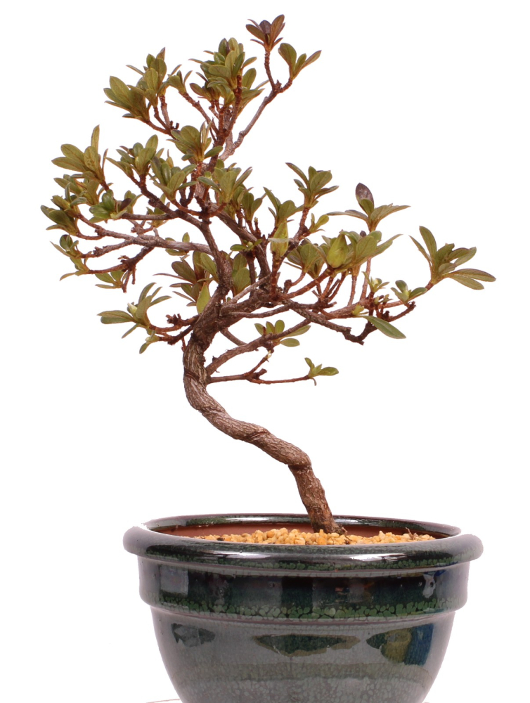Bonsai - Japanische Satsuki Azalee 'Fureai-no-Sato' -Rhododendron indicum 229/93