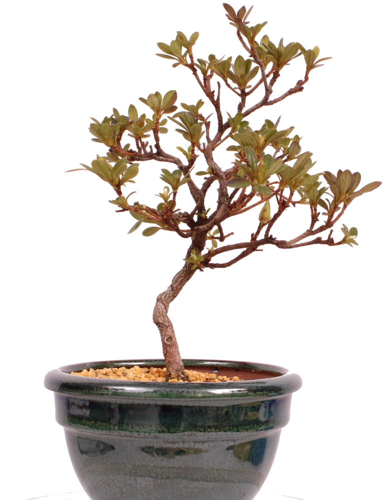 Bonsai - Japanische Satsuki Azalee 'Fureai-no-Sato' -Rhododendron indicum 229/93
