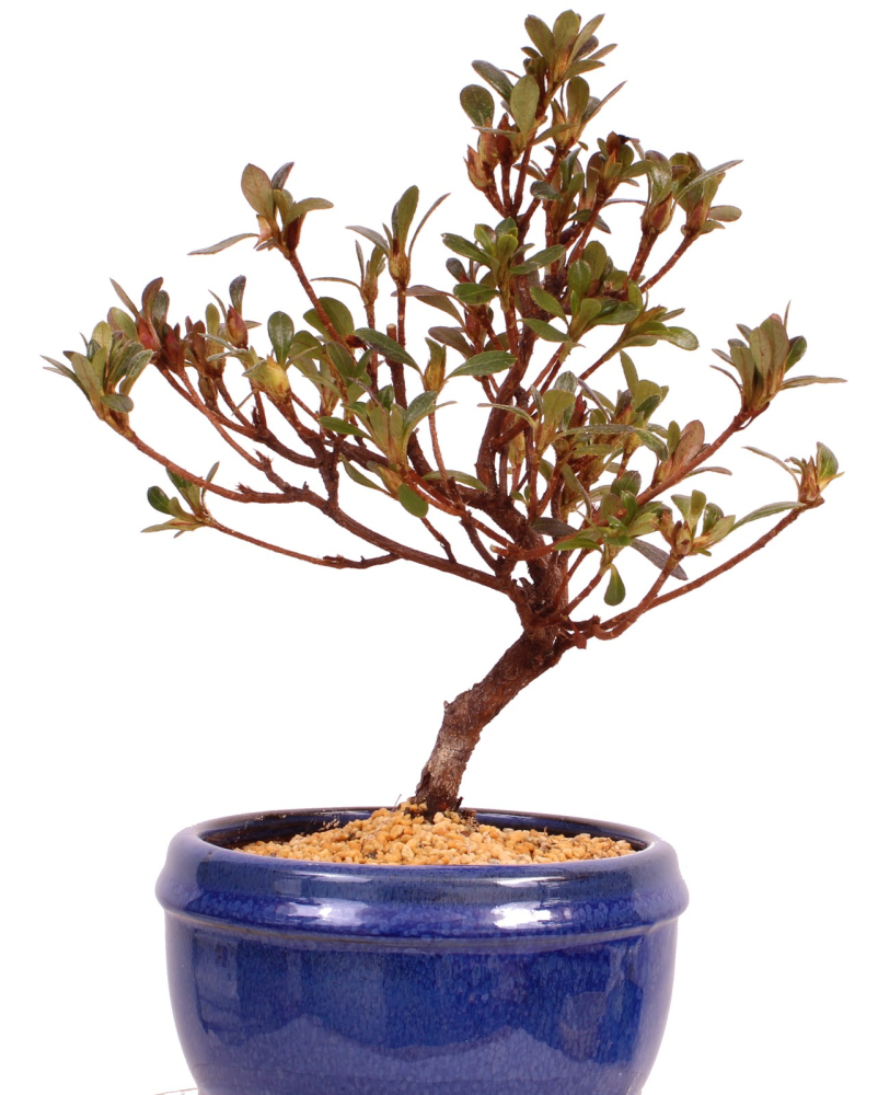 Bonsai - Japanische Satsuki Azalee - Rhododendron indicum 229/95