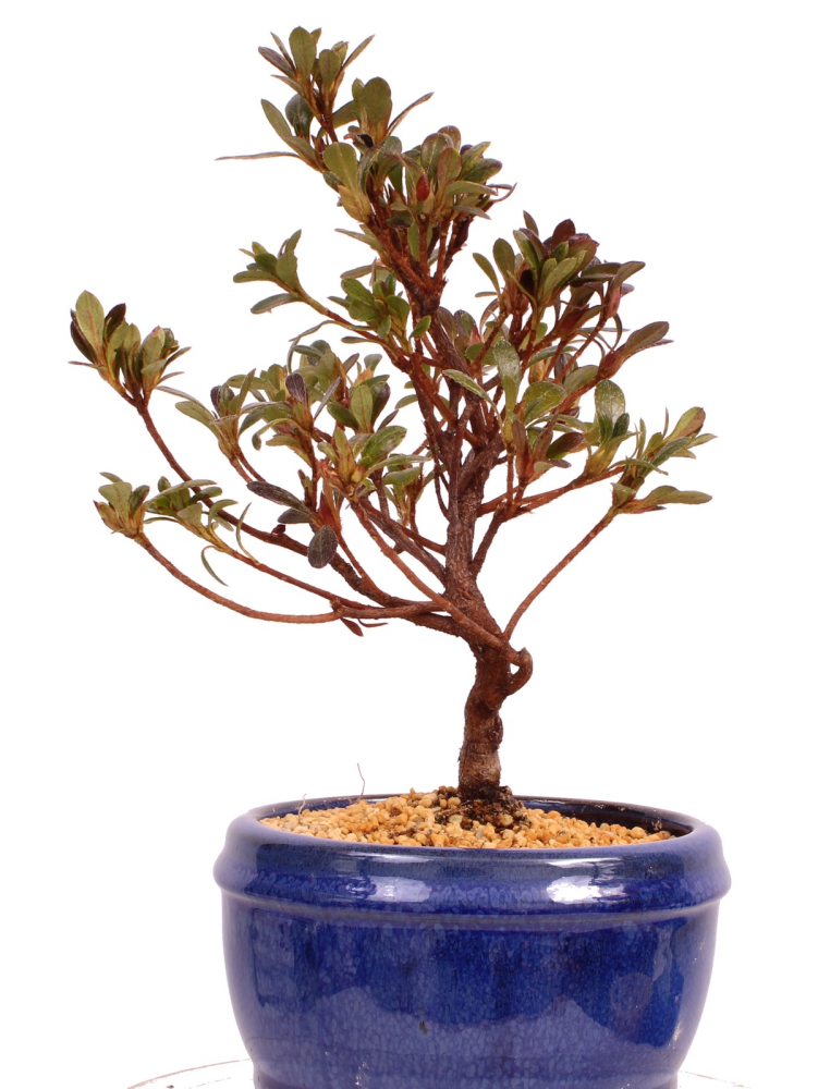 Bonsai - Japanische Satsuki Azalee - Rhododendron indicum 229/95