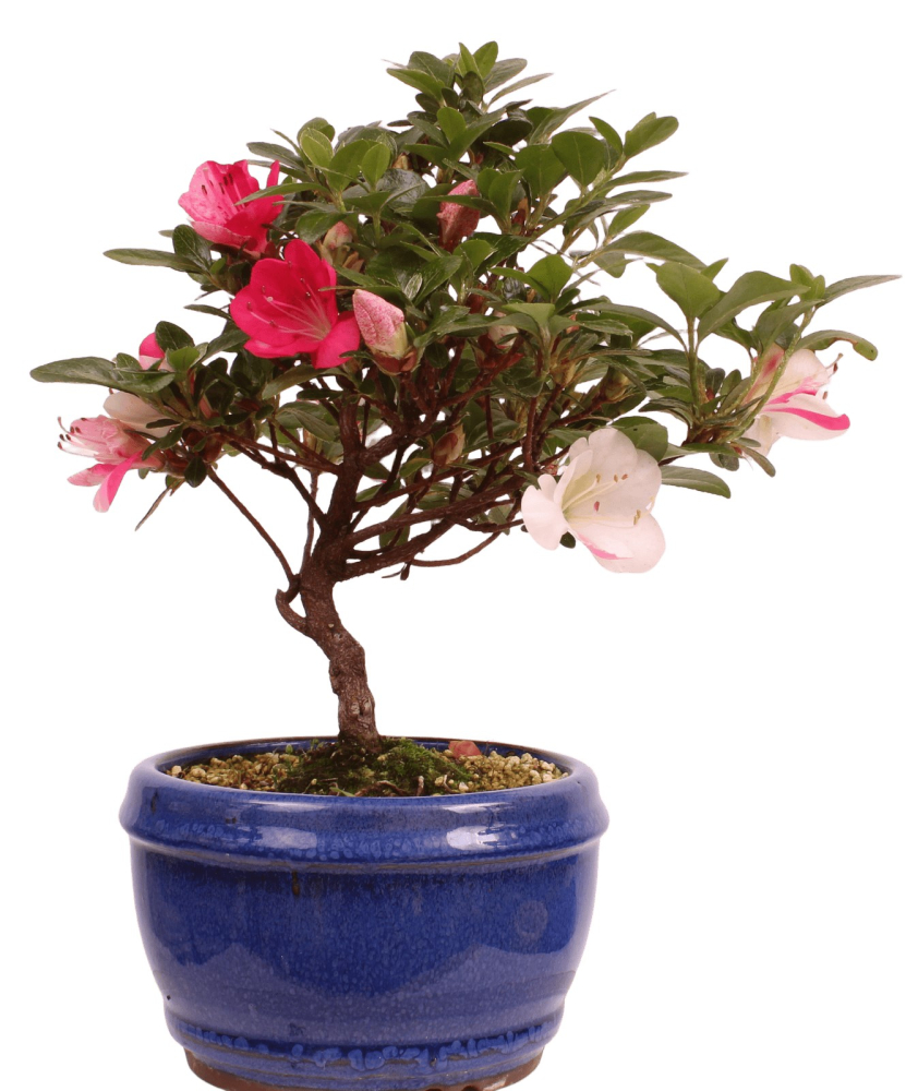 Bonsai - Japanische Satsuki Azalee 'Zansetsu' - Rhododendron indicum 229/95