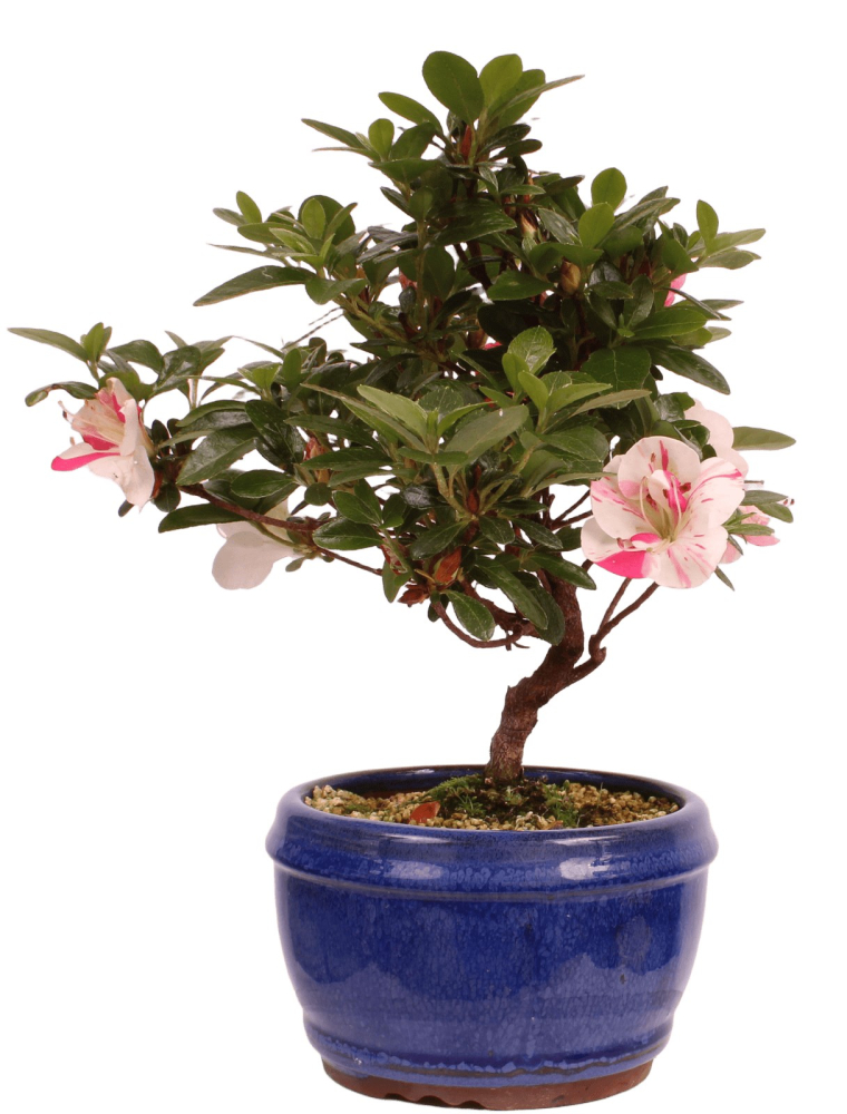 Bonsai - Japanische Satsuki Azalee 'Zansetsu' - Rhododendron indicum 229/95