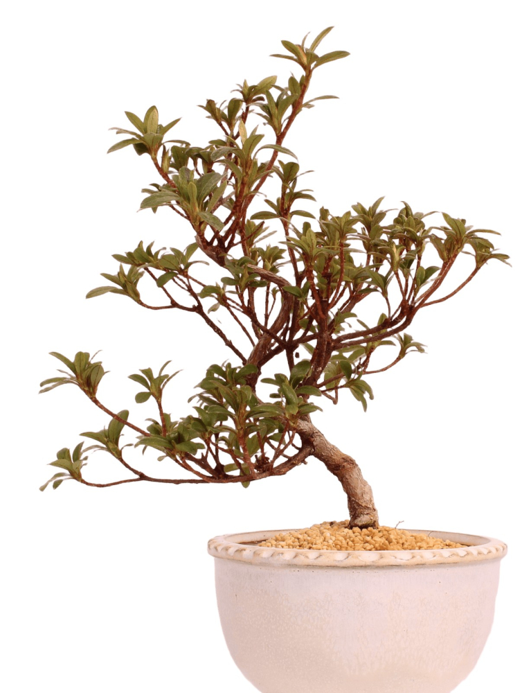 Bonsai - Japanische Satsuki Azalee 'Karenko'- Rhododendron indicum 229/96