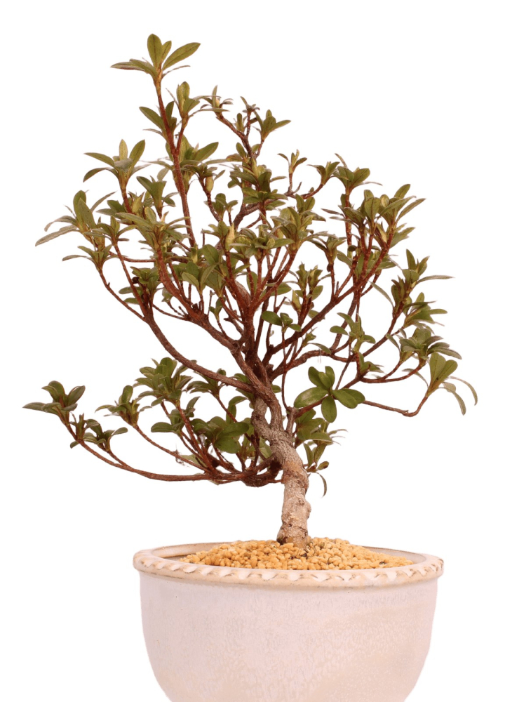 Bonsai - Japanische Satsuki Azalee 'Karenko'- Rhododendron indicum 229/96