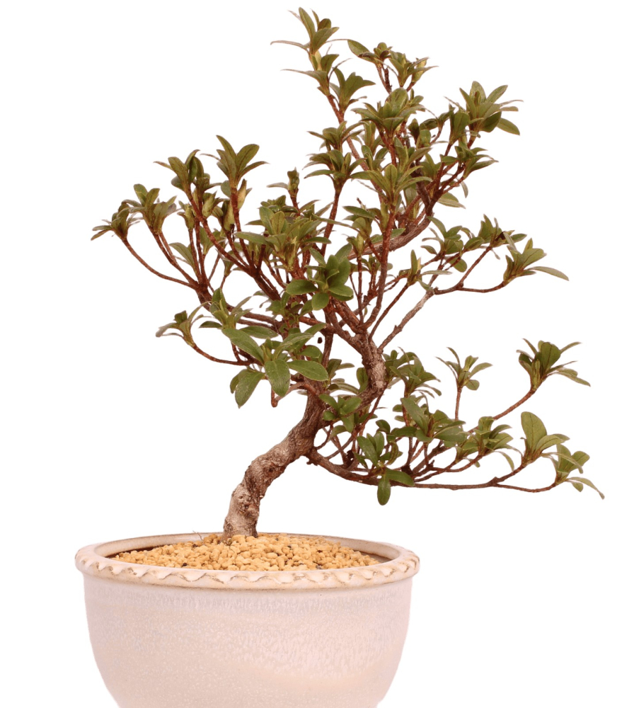 Bonsai - Japanische Satsuki Azalee 'Karenko'- Rhododendron indicum 229/96
