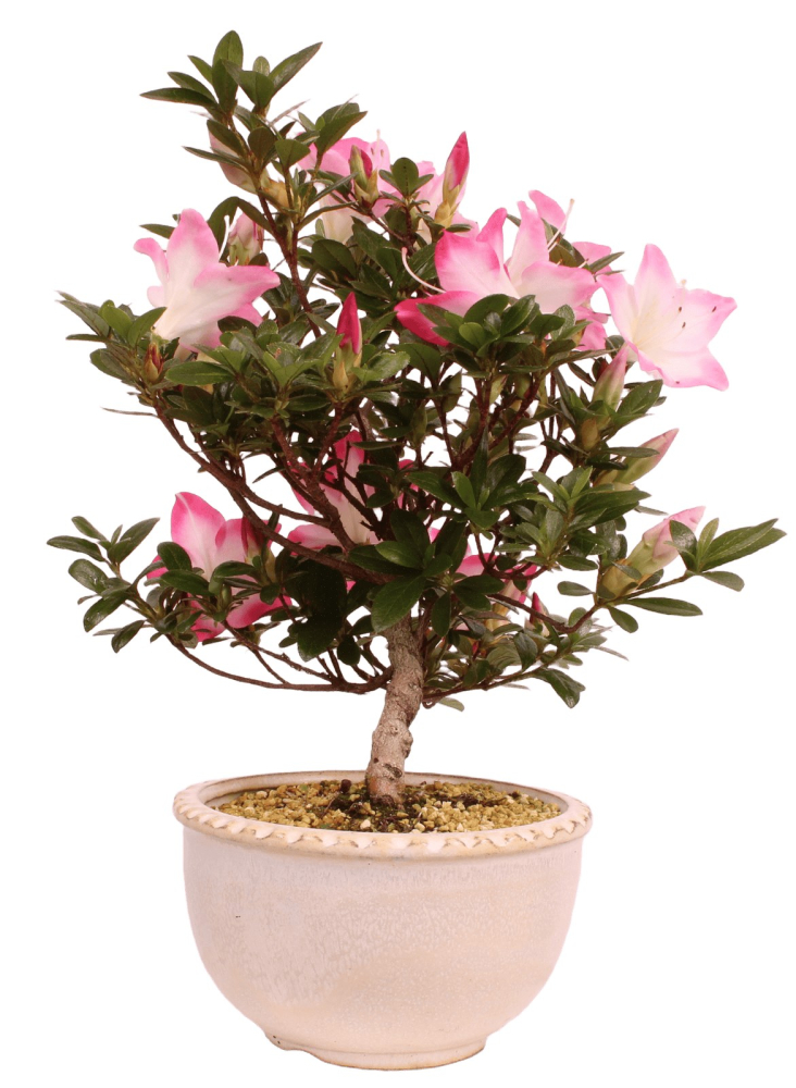 Bonsai - Japanische Satsuki Azalee 'Karenko'- Rhododendron indicum 229/96