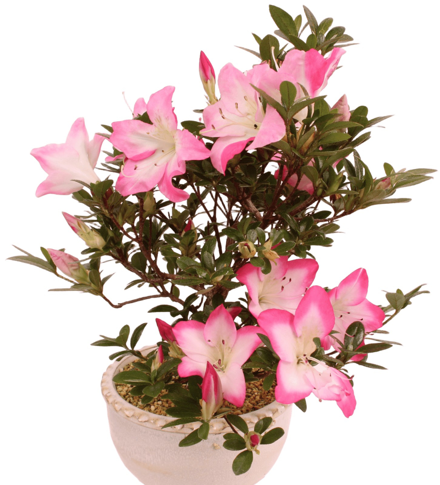 Bonsai - Japanische Satsuki Azalee 'Karenko'- Rhododendron indicum 229/96