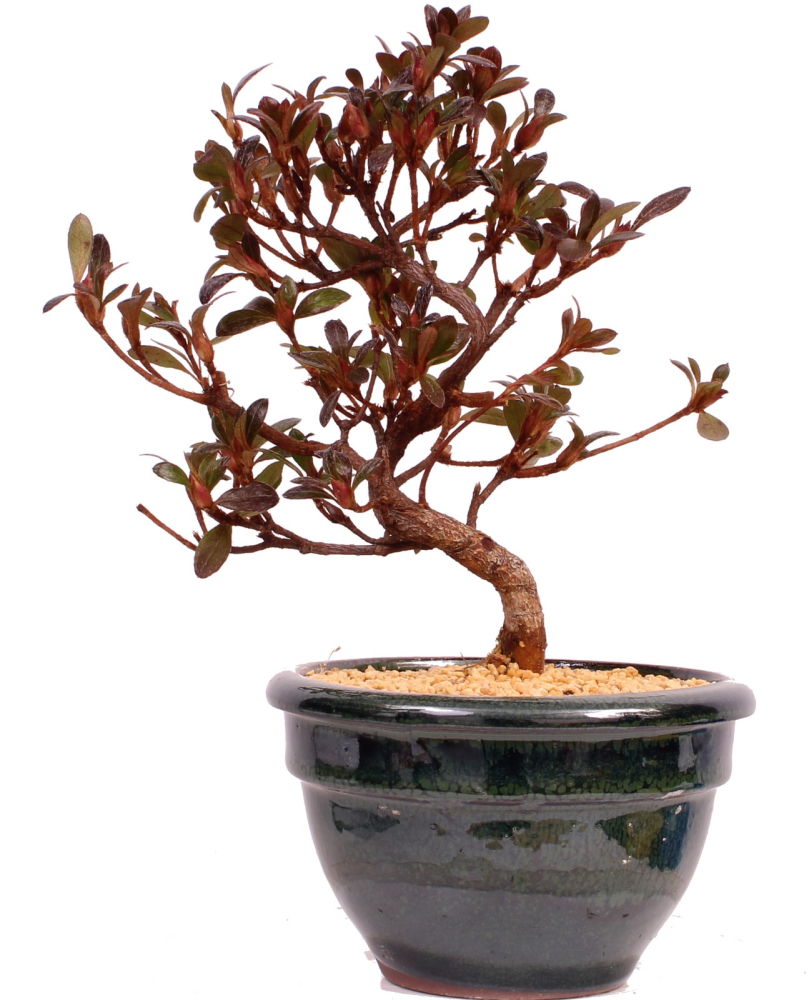 Bonsai - Japanische Satsuki Azalee 'Hibai' -Rhododendron indicum 229/97