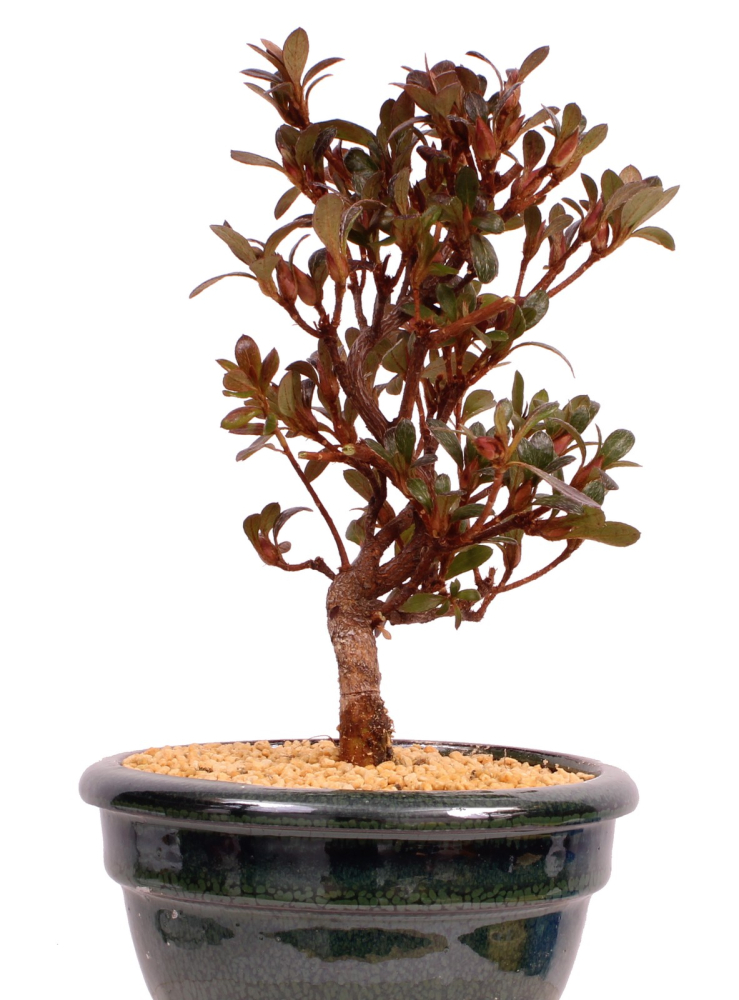 Bonsai - Japanische Satsuki Azalee 'Hibai' -Rhododendron indicum 229/97