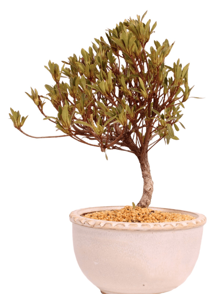 Bonsai - Japanische Satsuki Azalee 'Hakurin' -Rhododendron indicum 229/98