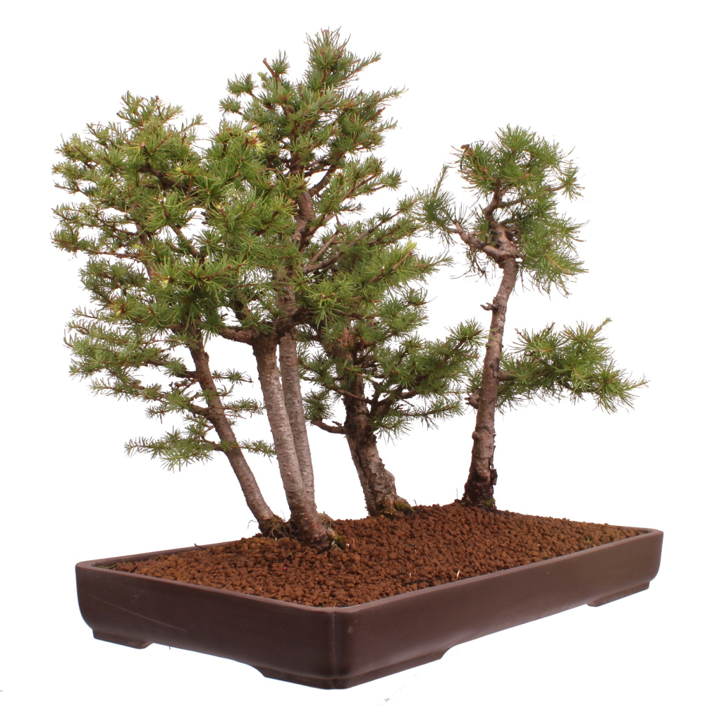 Bonsai - Larix kaempferi - Japanische Lärche - Wald mit 6 Bäumen