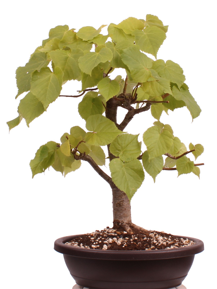 Bonsai - Tilia cordata  - Winterlinde 230/07