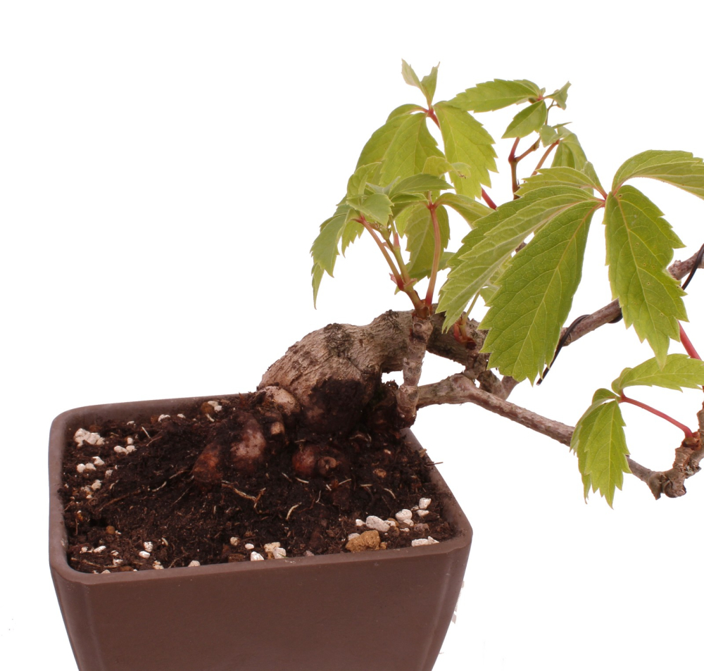 Bonsai - Parthenocissus tricuspidata  - Wilder Wein, Jungfernrebe 230/08