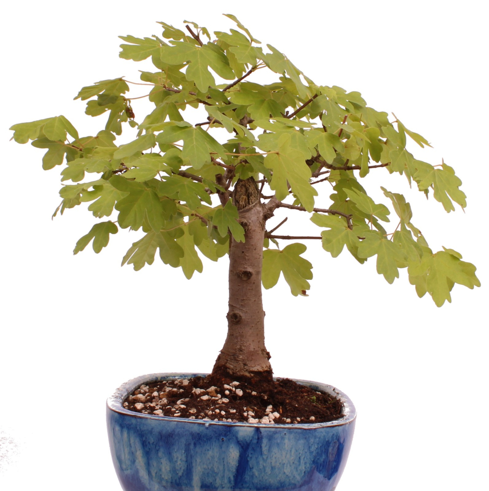 Bonsai - Acer campestre - Feldahorn  230/09