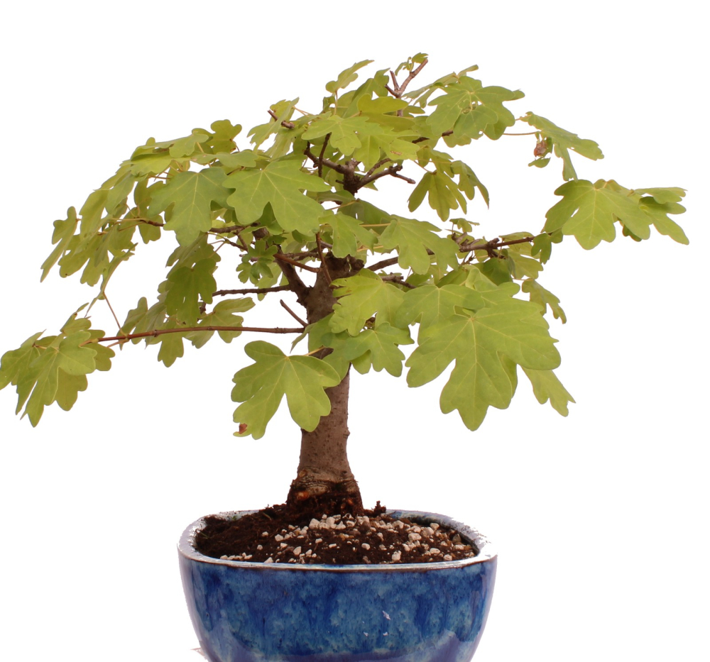 Bonsai - Acer campestre - Feldahorn  230/09