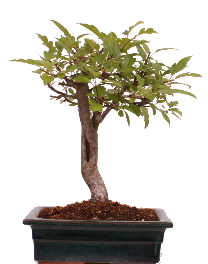 Bonsai - Malus spec.  Zier-Apfel 230/10