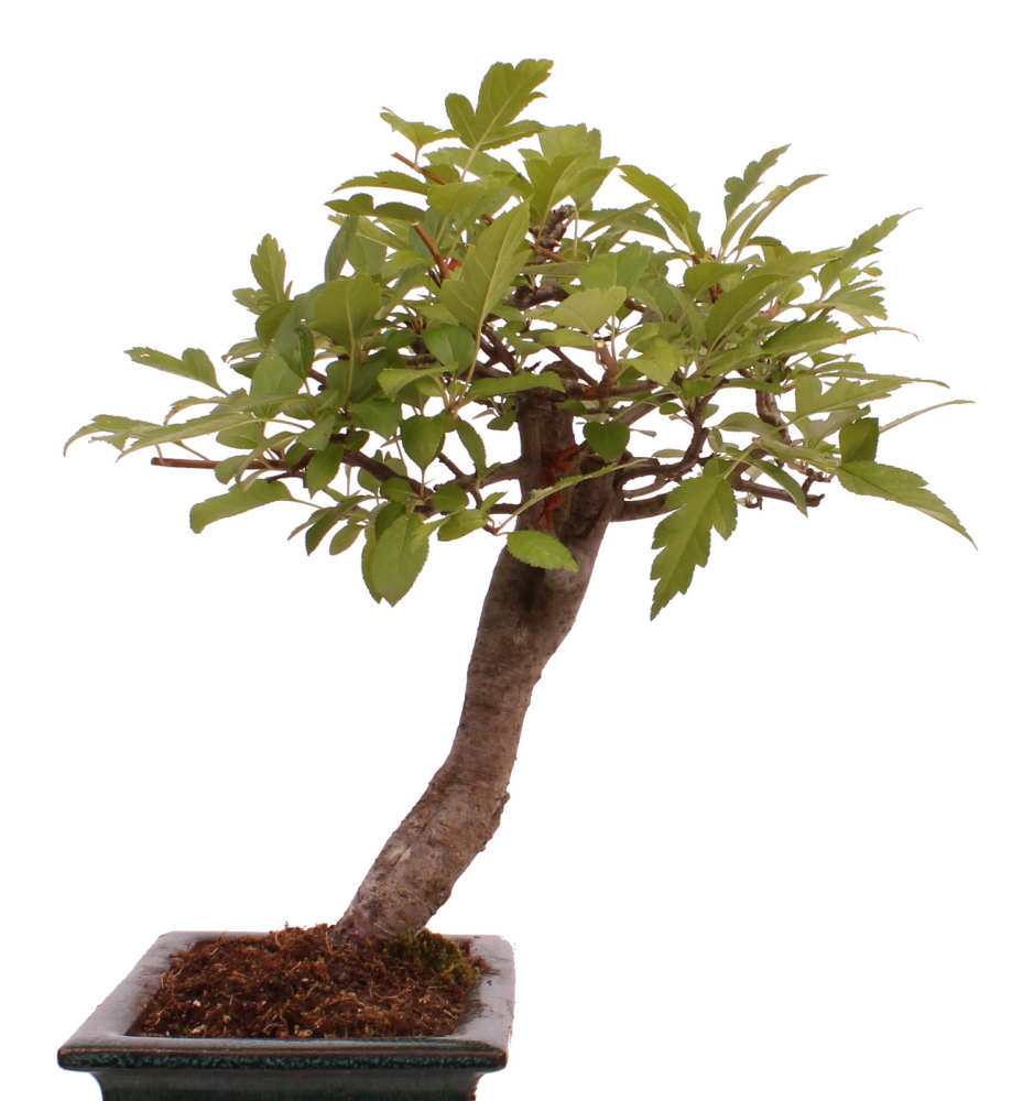 Bonsai - Malus spec.  Zier-Apfel 230/10