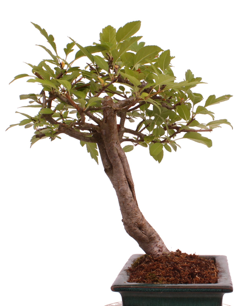 Bonsai - Malus spec.  Zier-Apfel 230/10