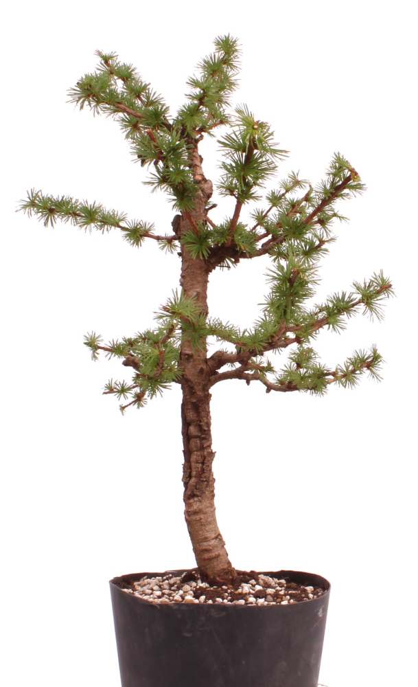Bonsai - Larix spec. - Lärche 230/11