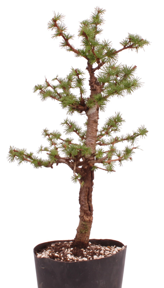 Bonsai - Larix spec. - Lärche 230/11