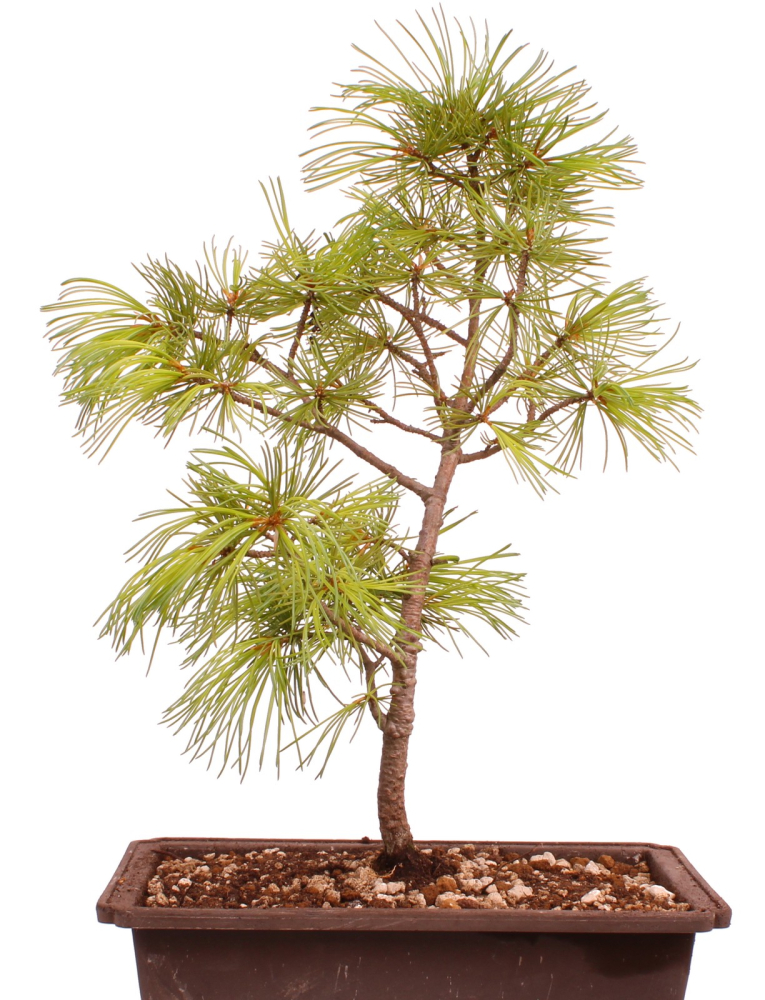 Bonsai - Pinus parviflora - Mädchenkiefer, Wurzelecht 230/12