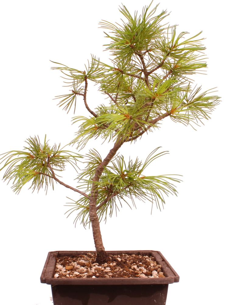 Bonsai - Pinus parviflora - Mädchenkiefer, Wurzelecht 230/12