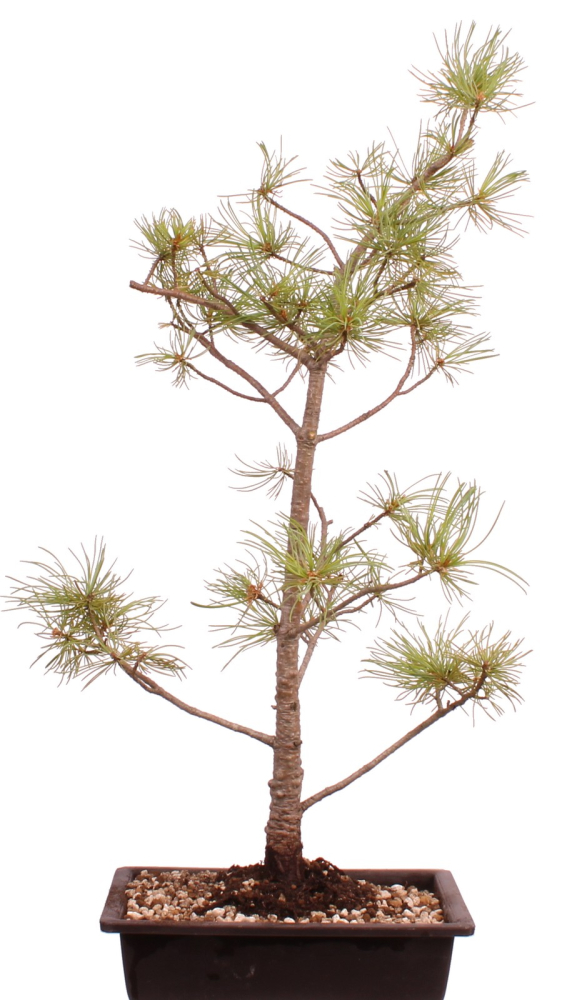 Bonsai - Pinus parviflora - Mädchenkiefer, Wurzelecht 230/13