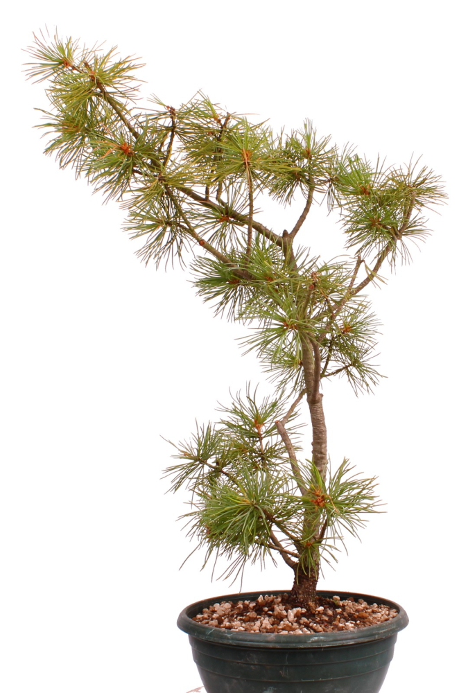 Bonsai - Pinus parviflora - Mädchenkiefer, Wurzelecht 230/14