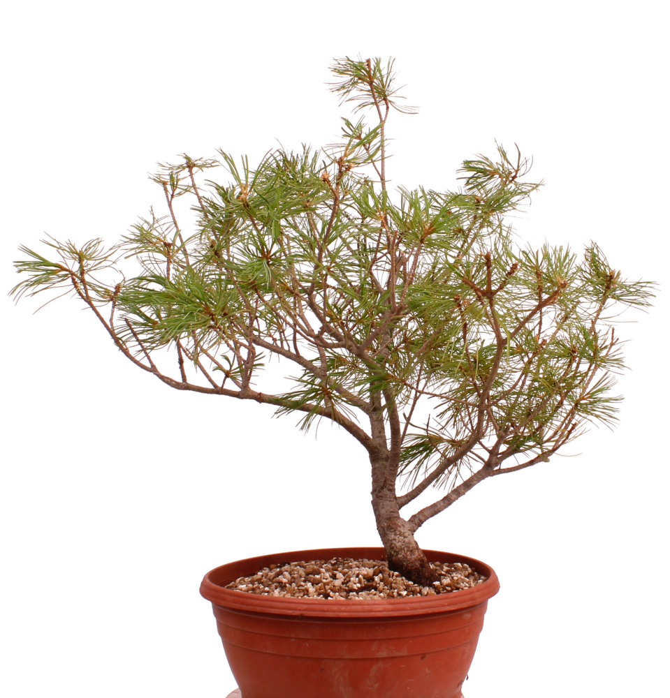 Bonsai - Pinus parviflora - Mädchenkiefer, Wurzelecht 230/15