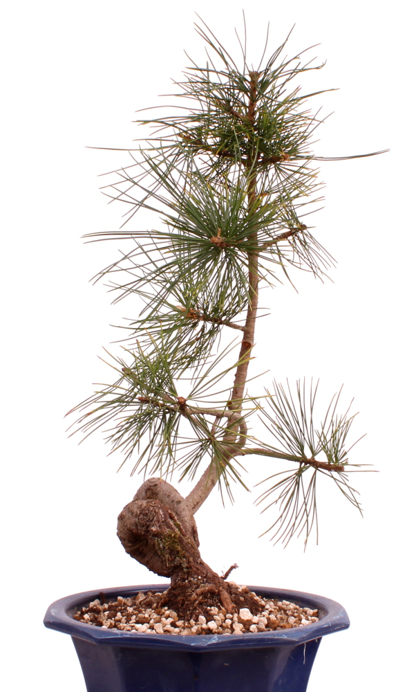 Bonsai - Pinus cembra - Zirbelkiefer  230/16