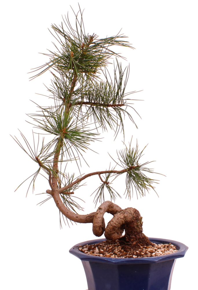 Bonsai - Pinus cembra - Zirbelkiefer  230/16