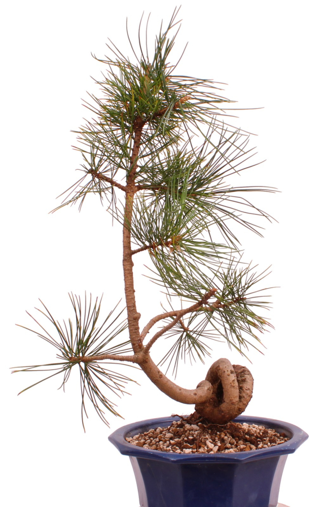 Bonsai - Pinus cembra - Zirbelkiefer  230/16