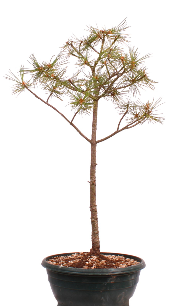 Bonsai - Pinus parviflora - Mädchenkiefer, Wurzelecht 230/17