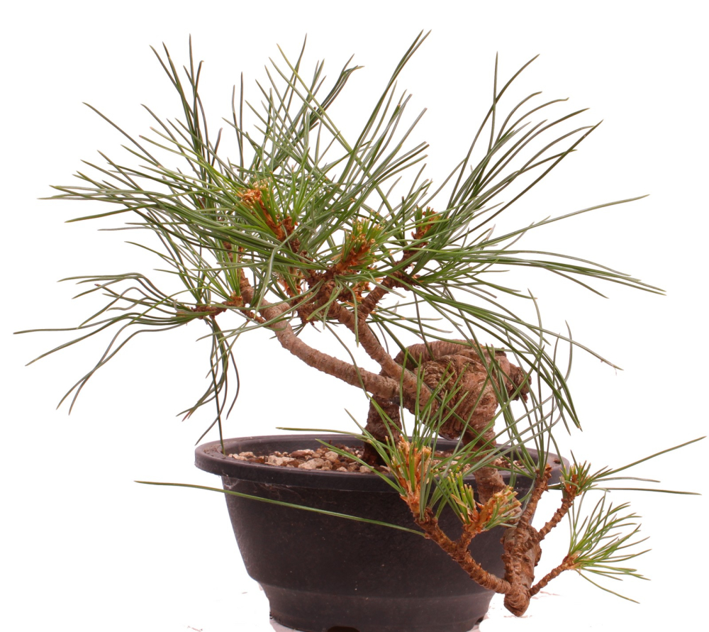 Bonsai - Pinus cembra - Zirbelkiefer  230/19