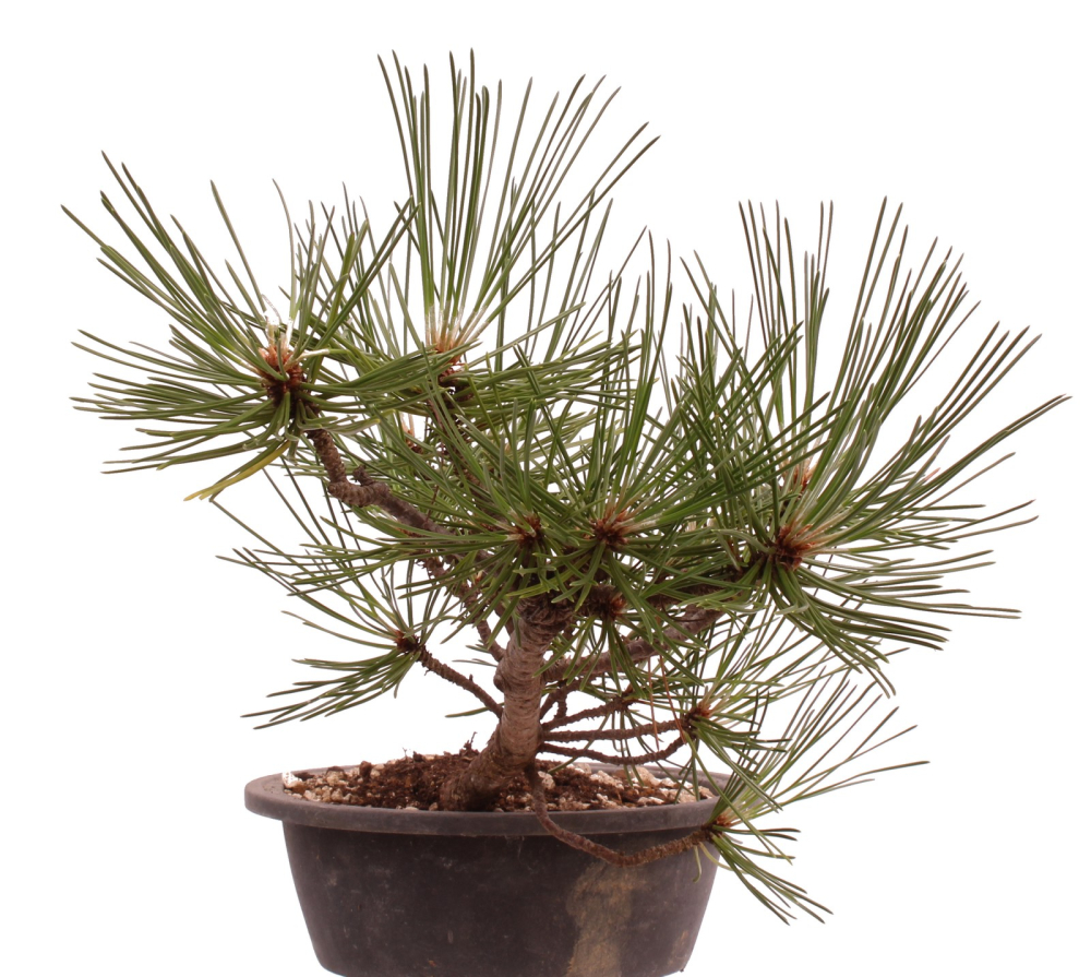 Bonsai - Pinus nigra - Schwarzkiefer 230/20