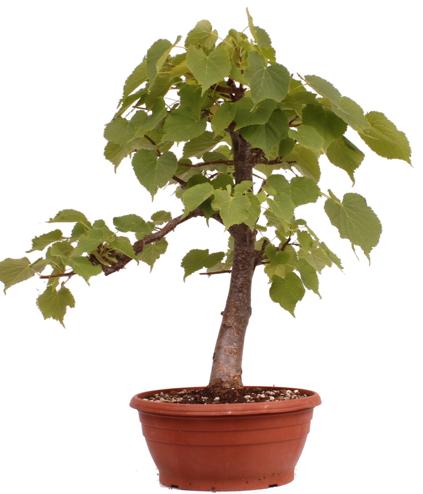 Bonsai - Tilia cordata  - Winterlinde 230/21