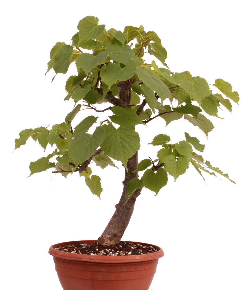 Bonsai - Tilia cordata  - Winterlinde 230/21