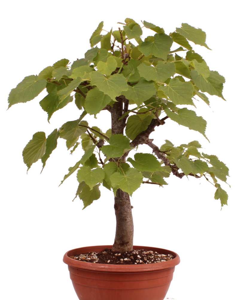 Bonsai - Tilia cordata  - Winterlinde 230/21
