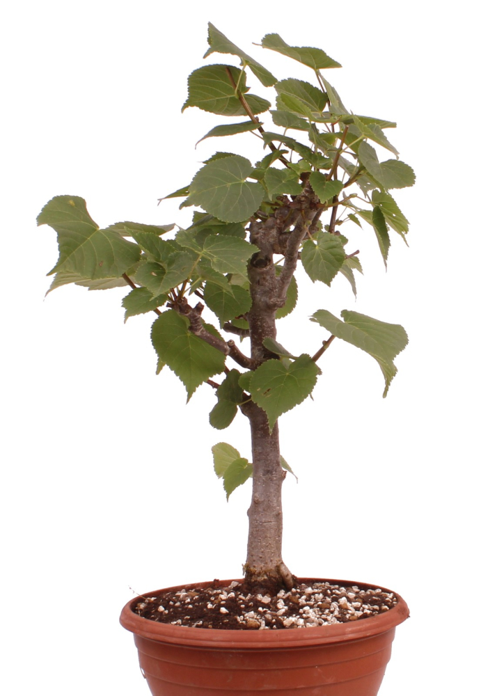Bonsai - Tilia cordata  - Winterlinde 230/22