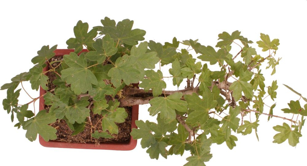 Bonsai - Acer campestre - Feldahorn  230/23