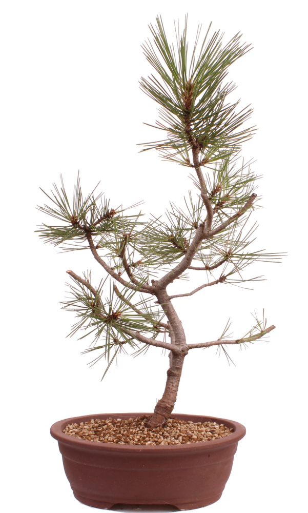 Bonsai - Pinus nigra - Schwarzkiefer 230/24