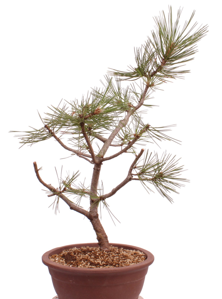 Bonsai - Pinus nigra - Schwarzkiefer 230/24