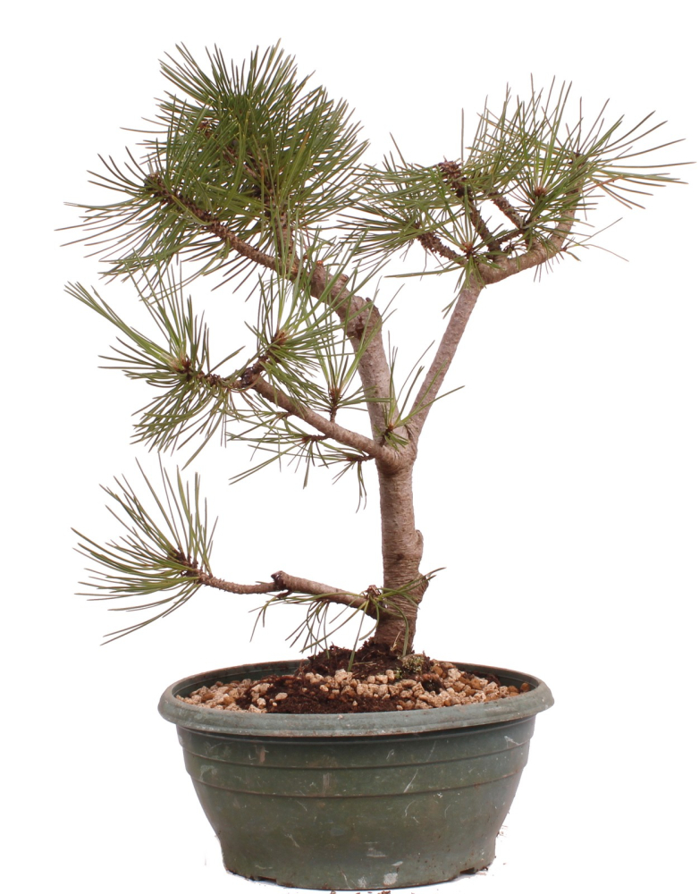 Bonsai - Pinus nigra - Schwarzkiefer 230/26