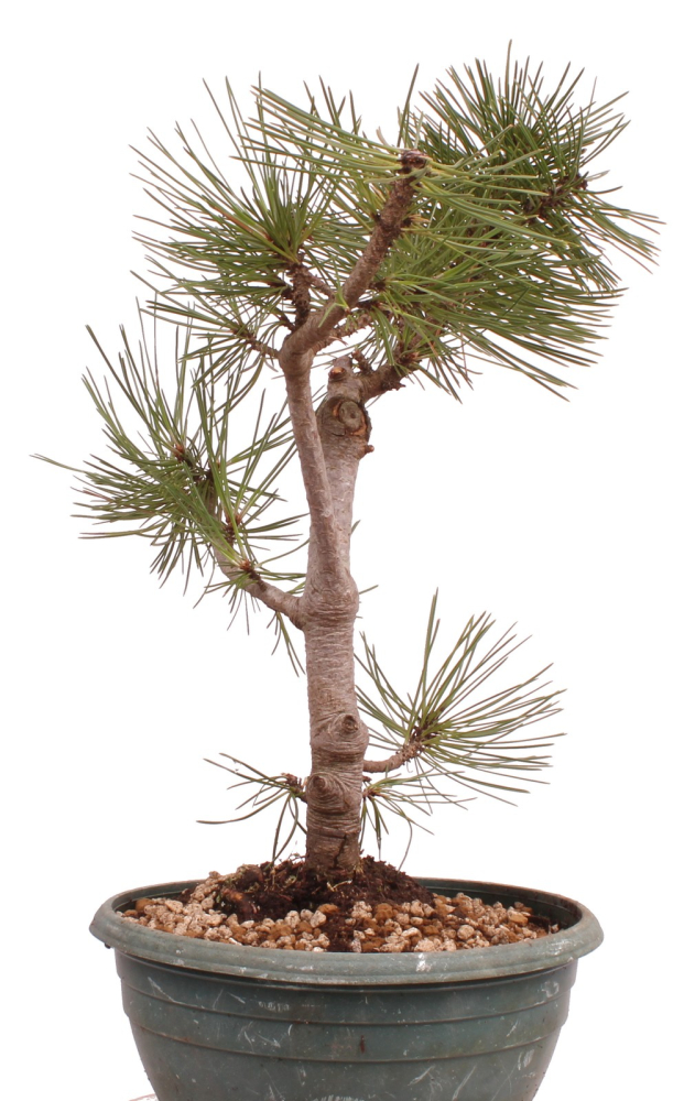 Bonsai - Pinus nigra - Schwarzkiefer 230/26